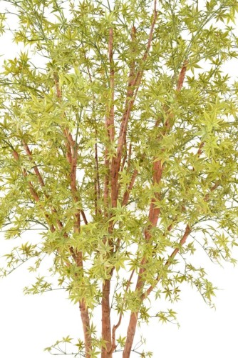 ARALIA PE TREE UV