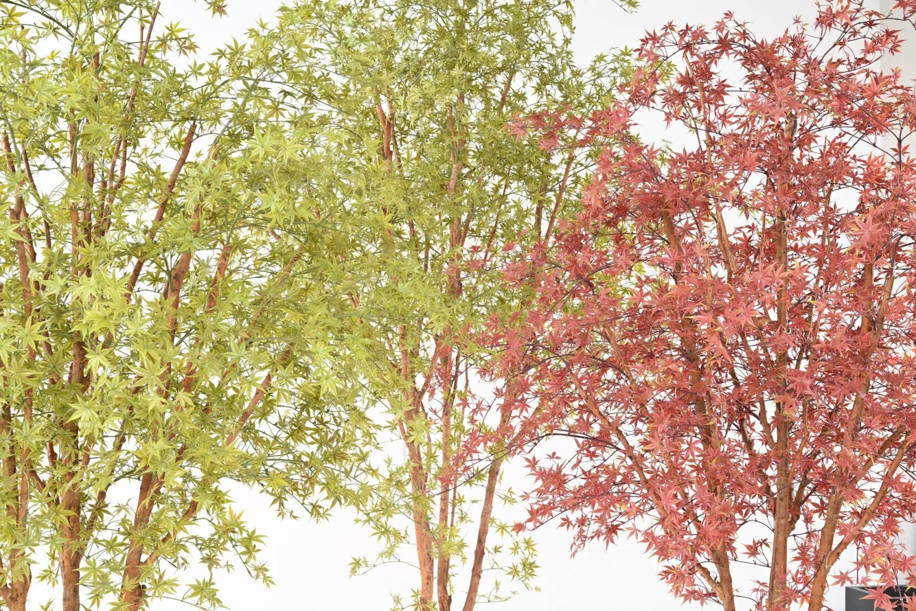 ARALIA PE TREE RESISTENTE A LOS RAYOS UV