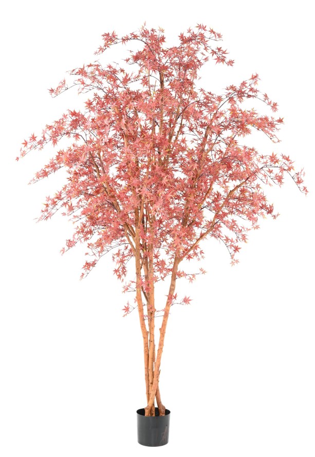 ARALIA PE TREE UV