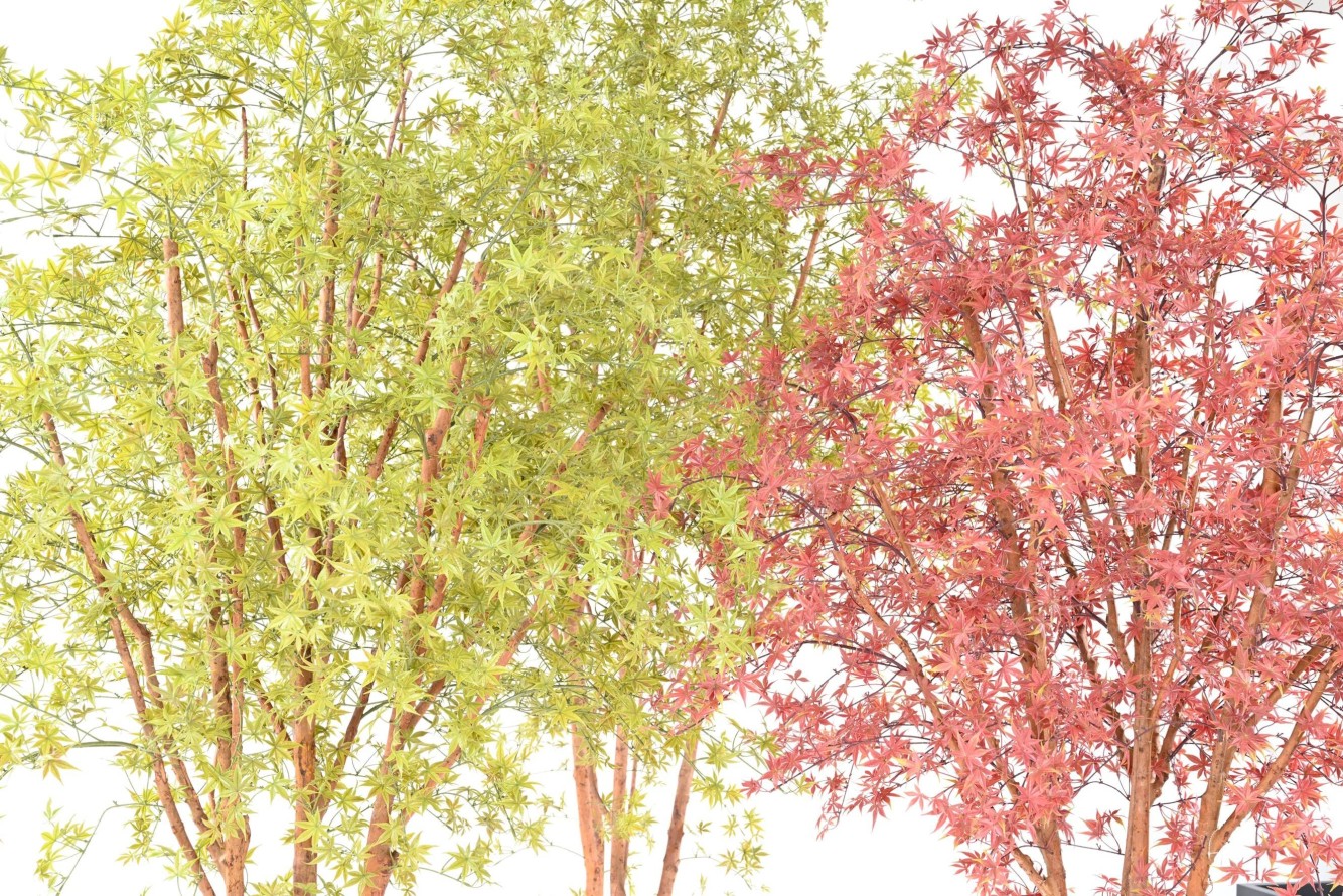 ARALIA PE TREE RESISTENTE A LOS RAYOS UV