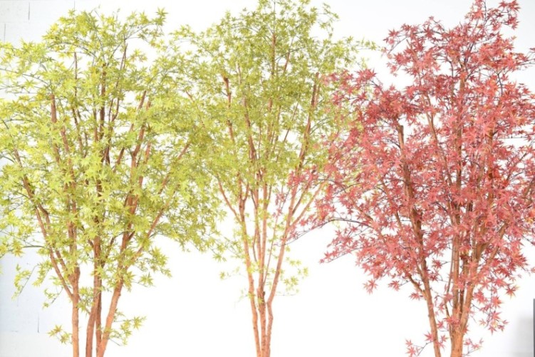 ARALIA PE TREE RESISTENTE A LOS RAYOS UV