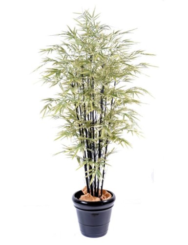 BAMBUS BLACK SHIROSHIMA GROSS