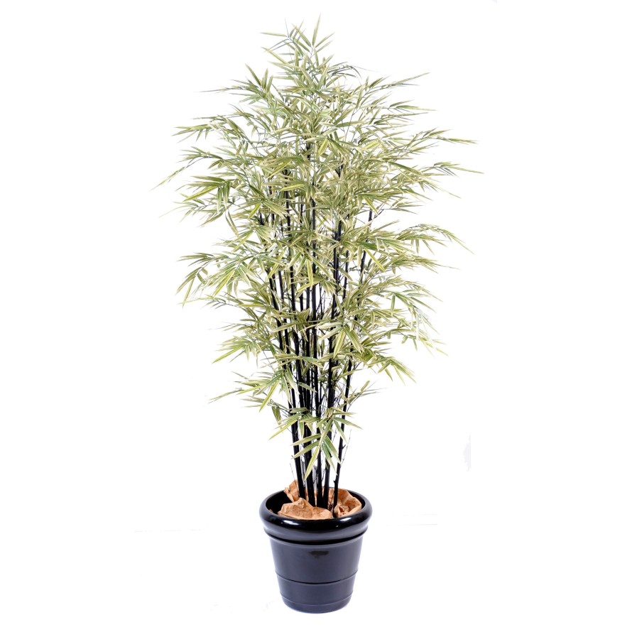 BAMBOO BLACK SHIROSHIMA LARGE