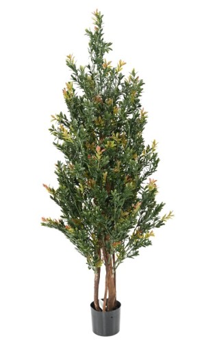 BOJ RED DAY GF ARBUSTO...