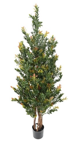 BOJ RED DAY GF ARBUSTO RESISTENTE A LOS RAYOS UV