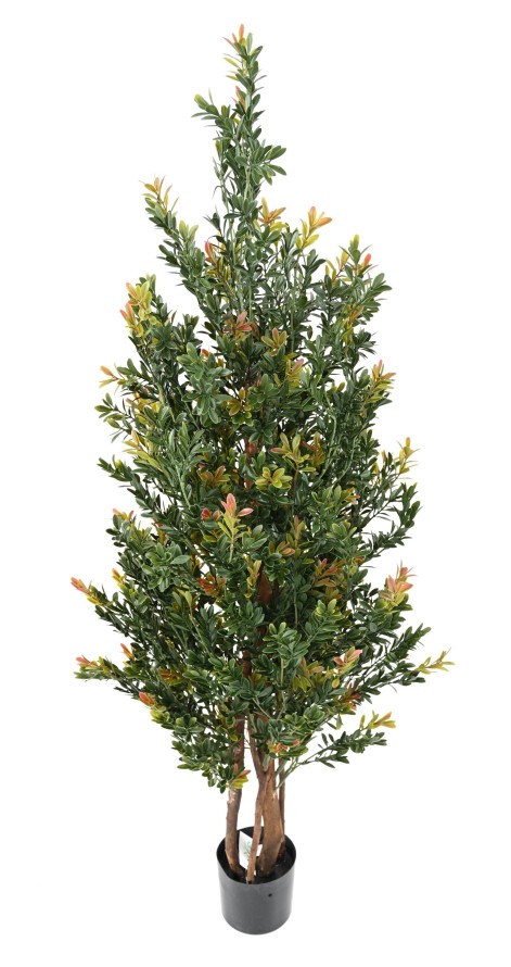 BUCHSBAUM RED DAY GF BUSCH UV