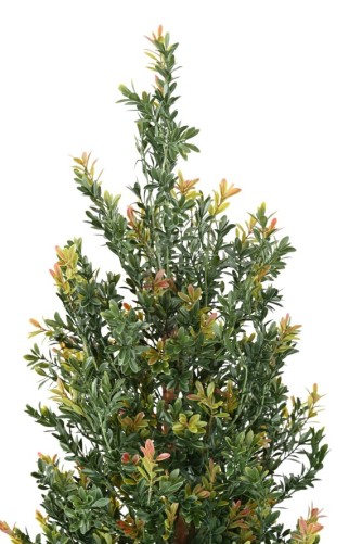 BOJ RED DAY GF ARBUSTO RESISTENTE A LOS RAYOS UV