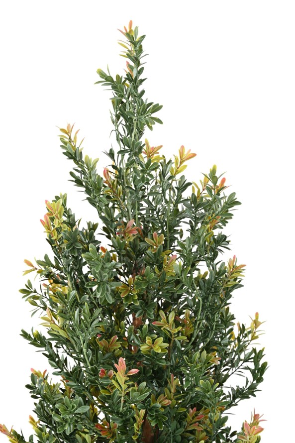 BOJ RED DAY GF ARBUSTO RESISTENTE A LOS RAYOS UV