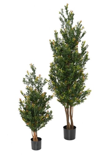 BUCHSBAUM RED DAY GF BUSCH UV