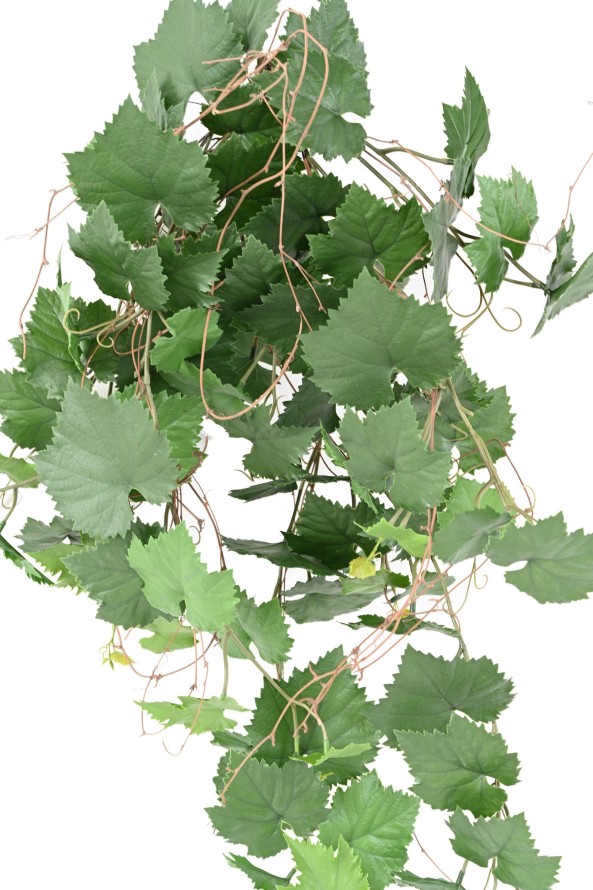 WEINREBE HÄNGEKUNSTPFLANZE PLAST UV-BESTÄNDIG