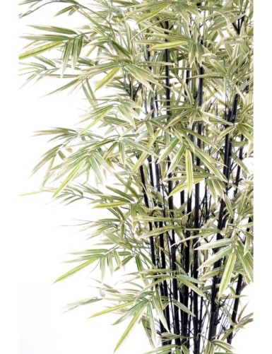 BAMBOO BLACK SHIROSHIMA LARGE