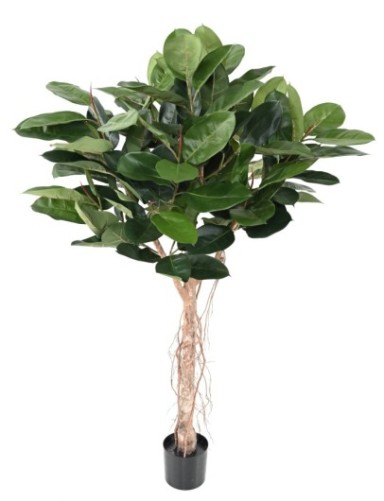 FICUS ELASTICA CABEZA...