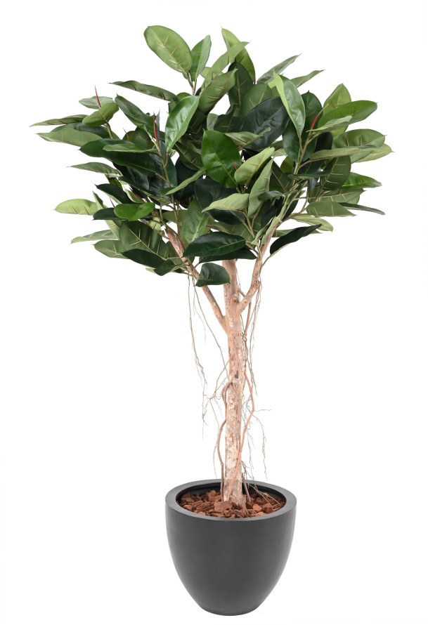 FICUS ELASTICA CABEZA (Rubber plant tree)