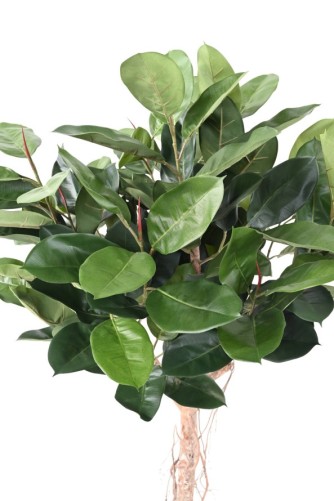 FICUS ELASTICA CABEZA (Rubber plant tree)