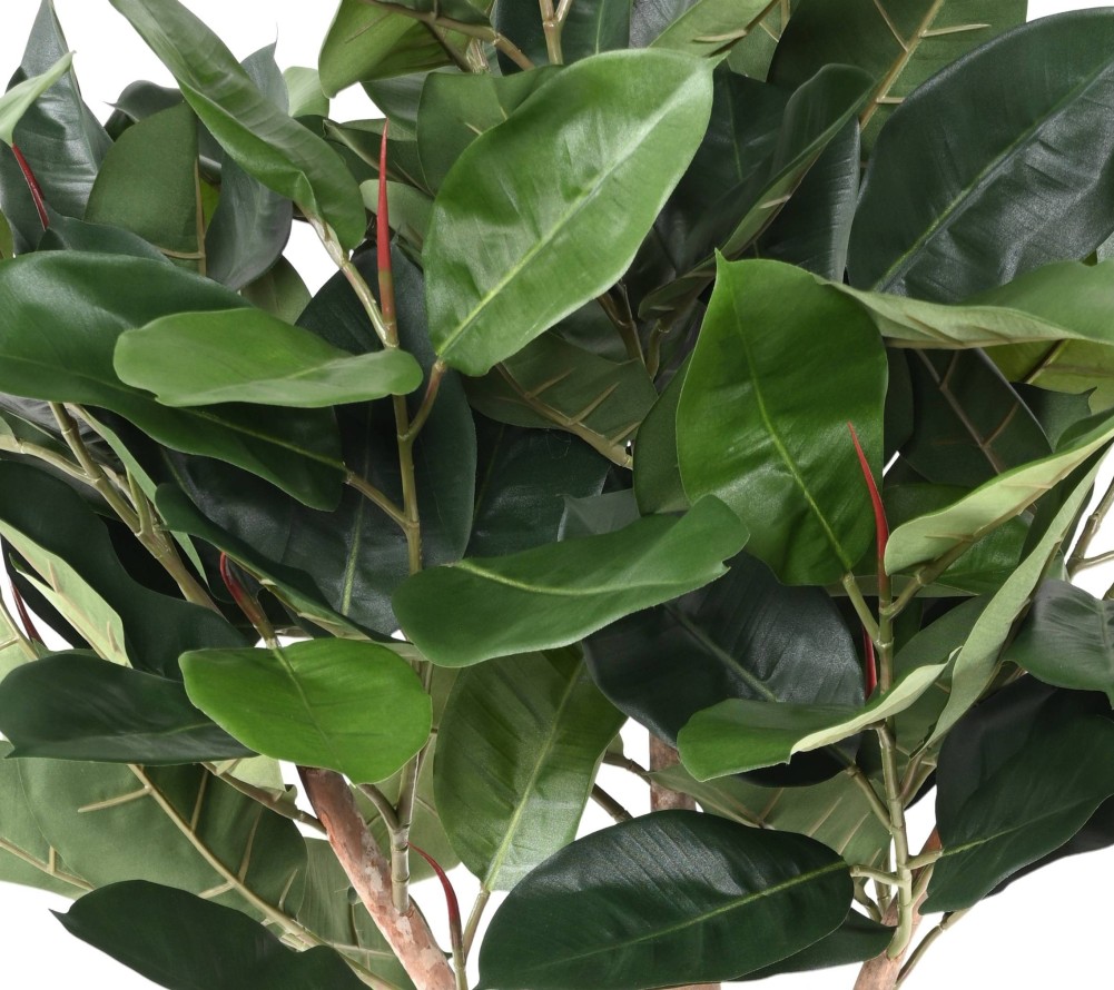 FICUS ELASTICA CABEZA (Rubber plant tree)