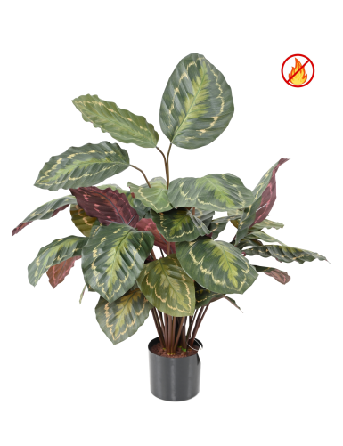 KORBMARANTE ROSEOPICTA FR –...