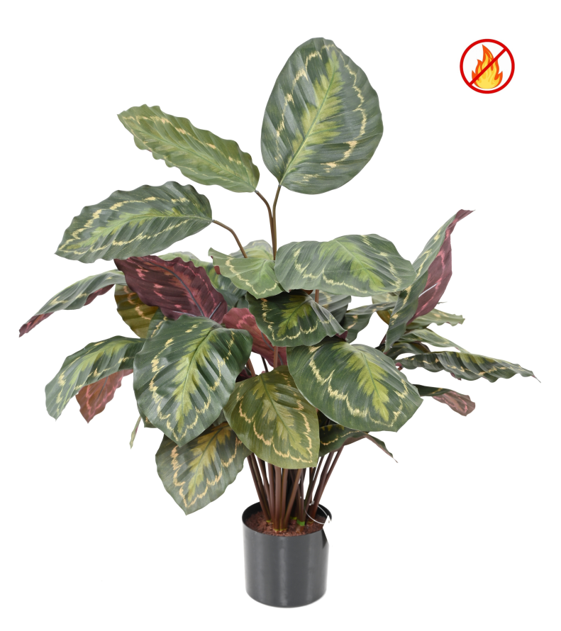 CALATHEA ROSEOPICTA FR - Resistente al Fuego