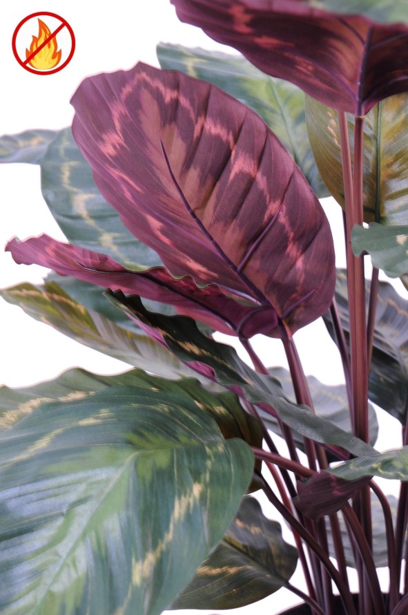 CALATHEA ROSEOPICTA FR - Resistente al Fuego