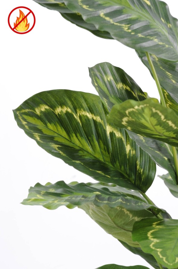 CALATHEA ROSEOPICTA FR - Resistente al Fuego