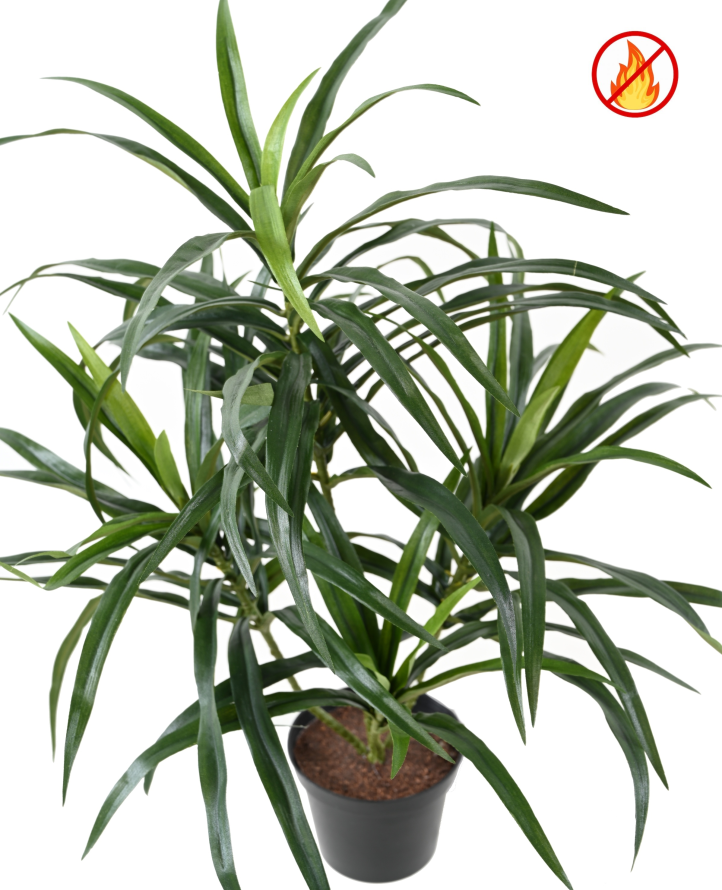 DRACAENA ANITA EN MACETA FR - Resistente al Fuego