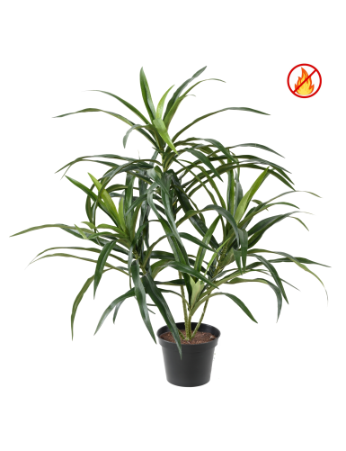 DRACAENA ANITA EN MACETA FR...