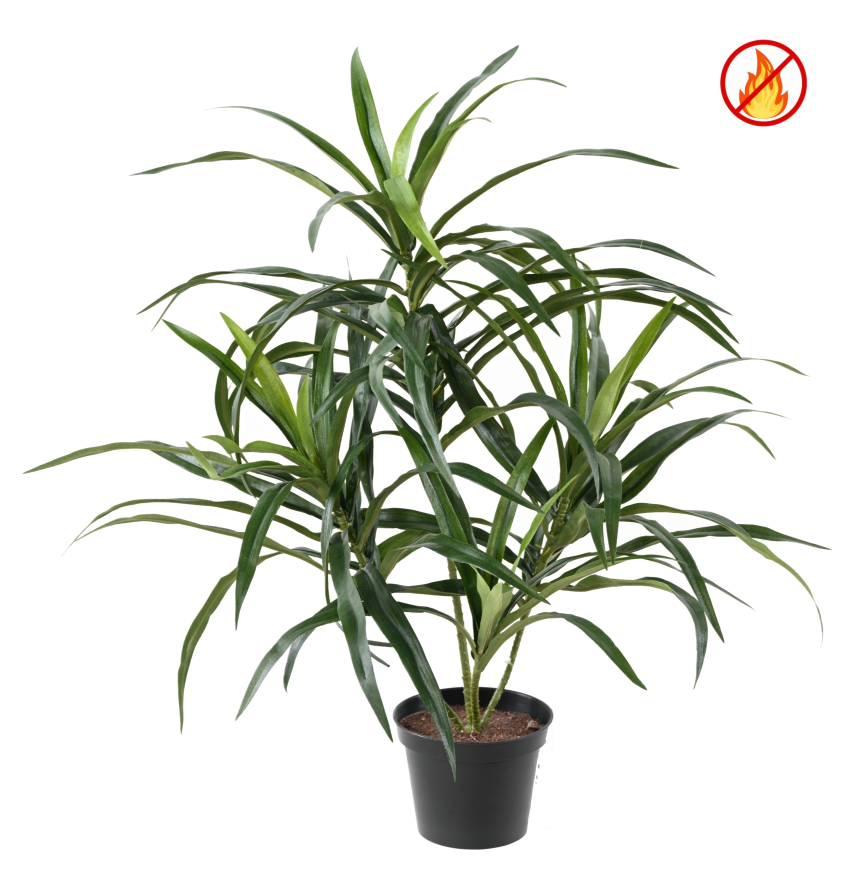 DRACAENA ANITA EN MACETA FR - Resistente al Fuego