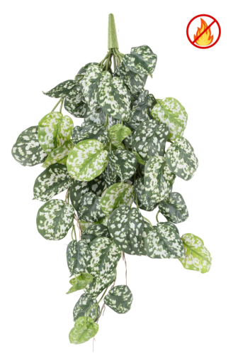 SCINDAPSUS *60 FR -...