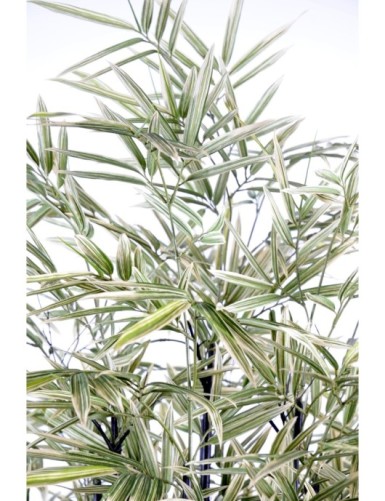 BAMBÚ NEGRO SHIROSHIMA LARGE