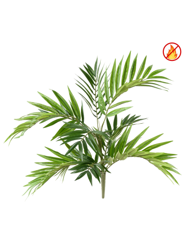 CHAMAEODOREA *196 FR –...