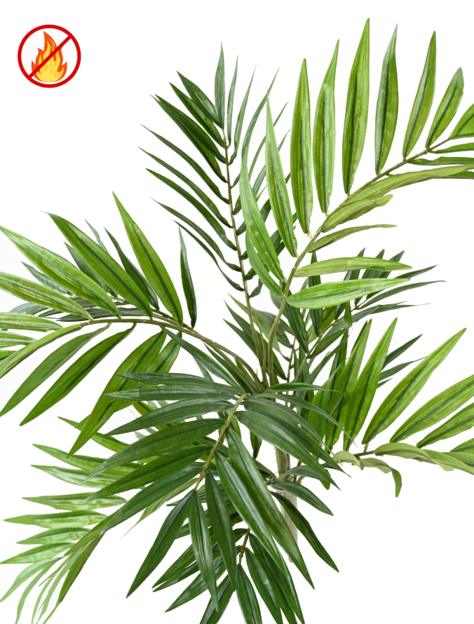 CHAMAEODOREA *196 FR – Feuerbeständig