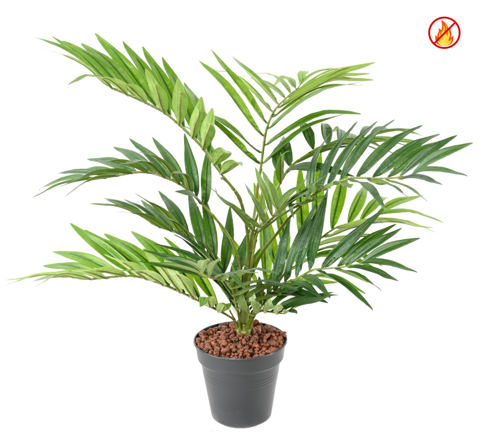 CHAMAEDOREA *196 FR - Fire Resistant