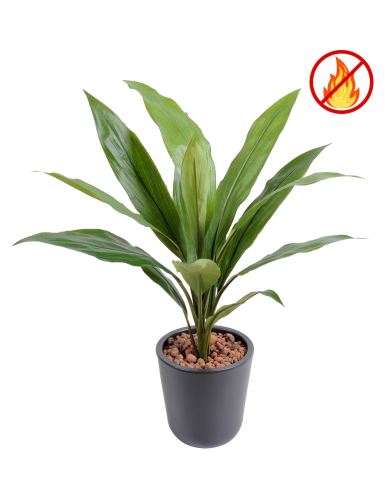 DRACHENBAUM CORDYLINE FR –...