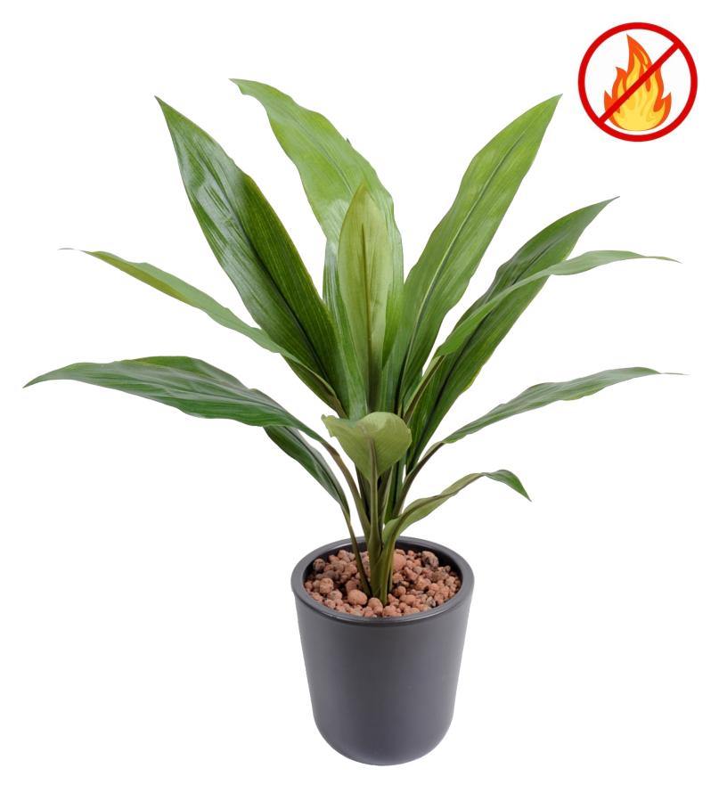 DRACAENA CORDYLINE FR - Resistente al Fuego