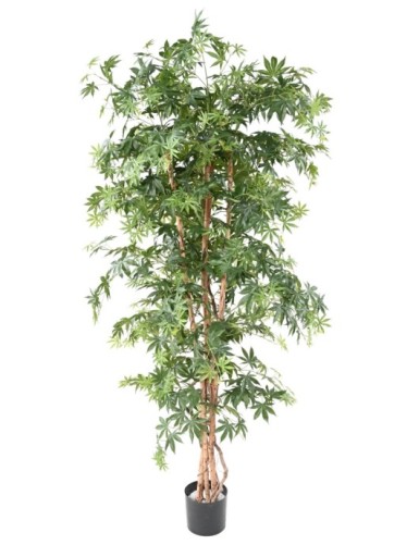 ARALIA NEW (ARCE)