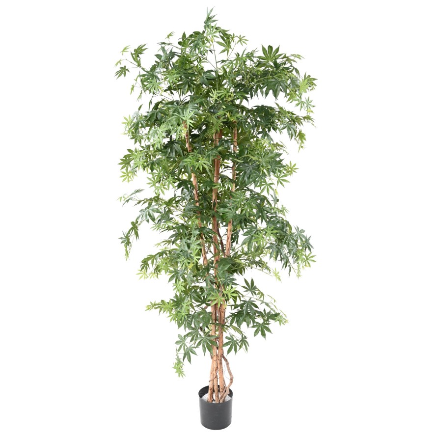 ARALIA NEW (ARCE)