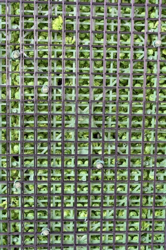 JARDÍN VERTICAL CON PLANTAS BERBERIS