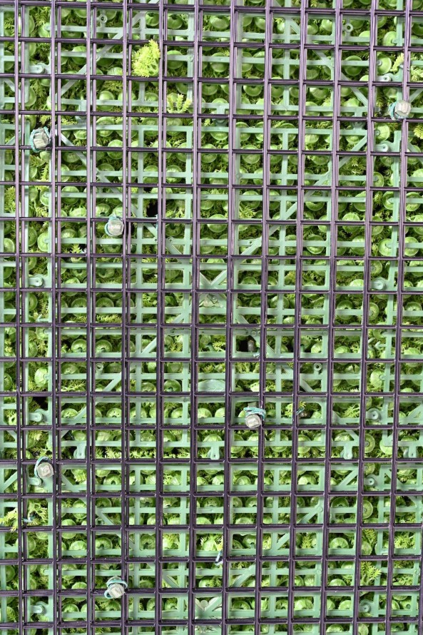 JARDÍN VERTICAL CON PLANTAS BERBERIS