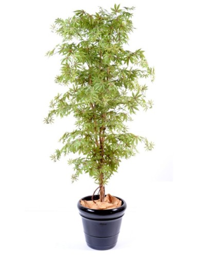 ARALIA NEW (AHORN-OPTIK)