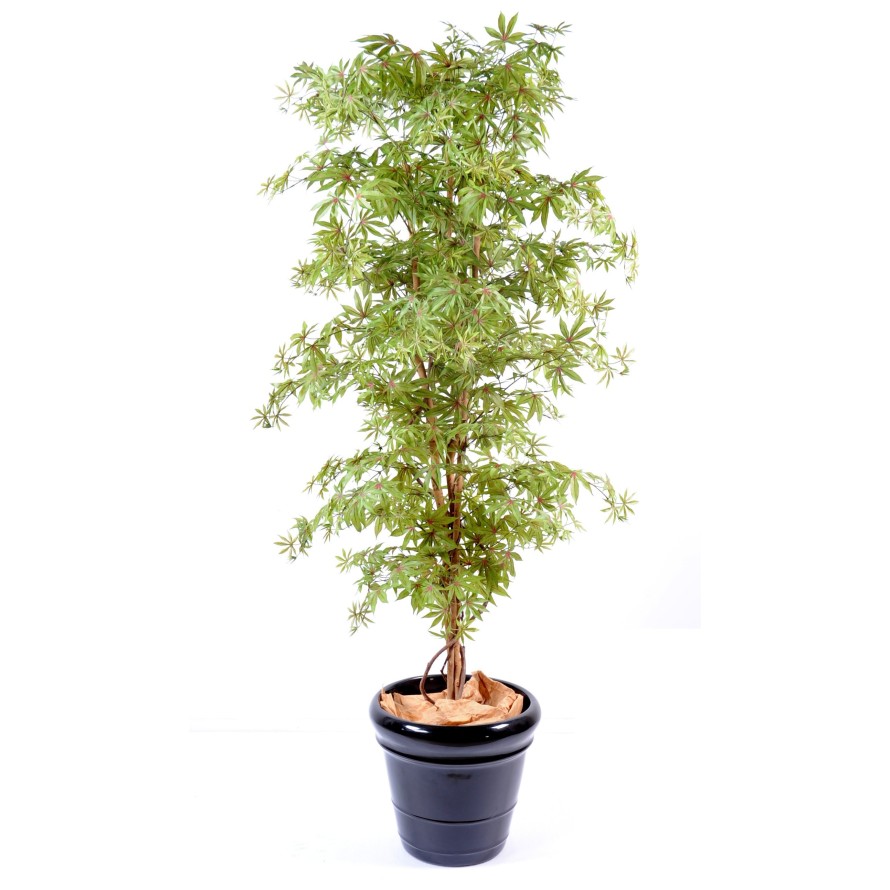 ARALIA NEW (AHORN-OPTIK)