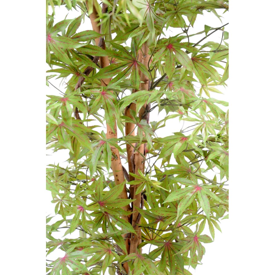 ARALIA NEW (ARCE)