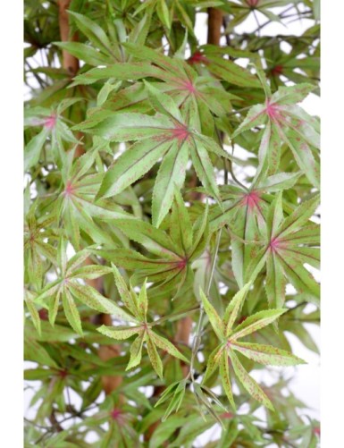 ARALIA NEW (AHORN-OPTIK)