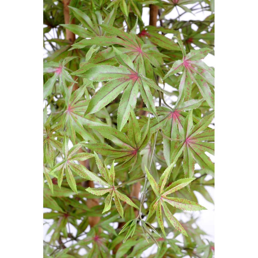 ARALIA NEW (ARCE)