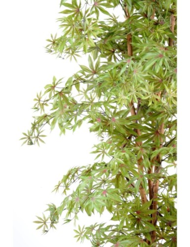ARALIA NEW (AHORN-OPTIK)