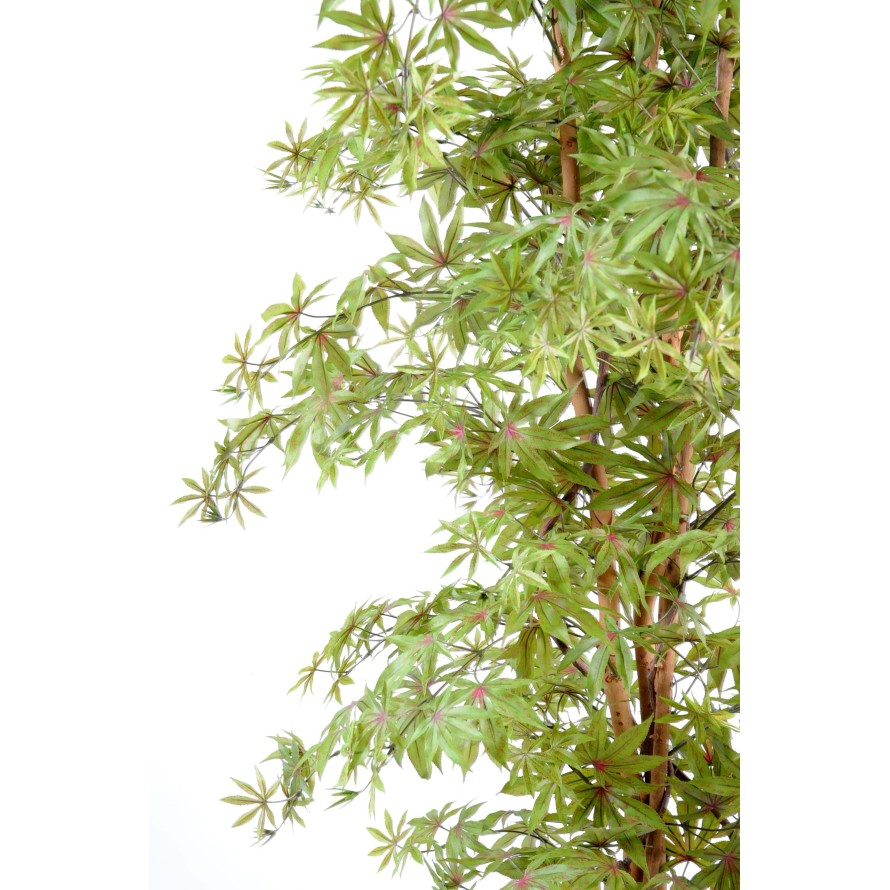 ARALIA NEW (AHORN-OPTIK)