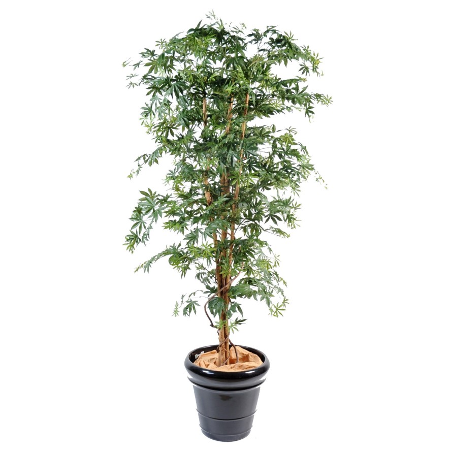 ARALIA NEW (ARCE)