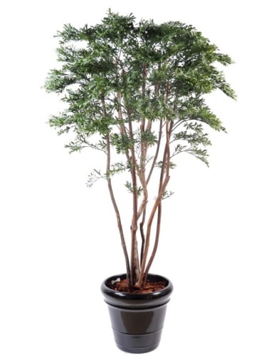 WEIDENBAUM AMERIKANISCH PLAST