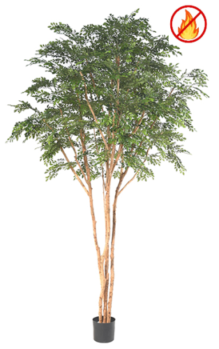BUCIDA TREE 330 LUXE FR -...