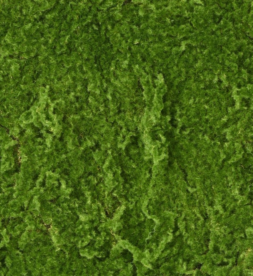 MOOS Künstlich PLATTE RF 100 × 100