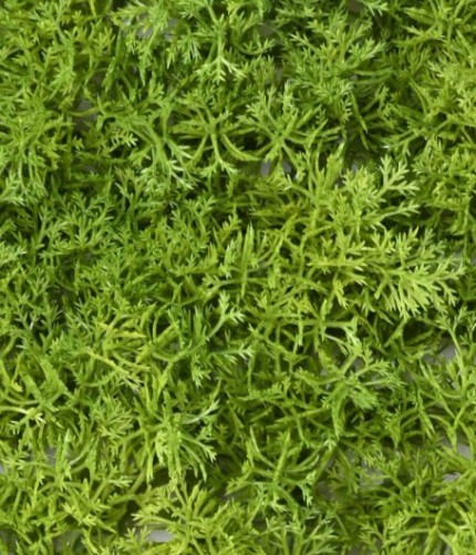 MOSS DEKOPLATTE PE 24 24