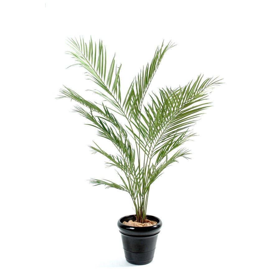 KENTIA NEW PALMERA